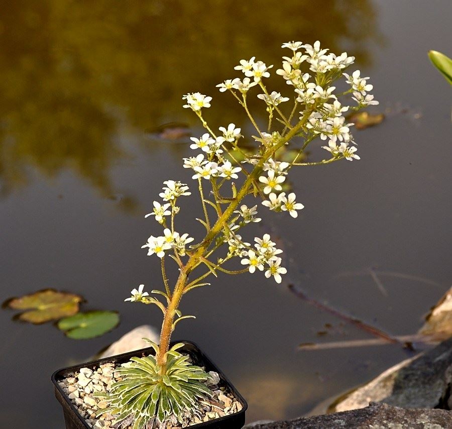 Saxifraga longifolia x Saxifraga crustata